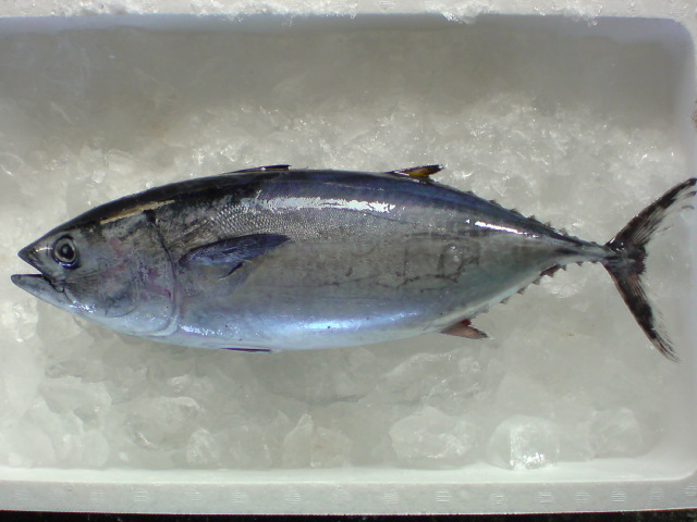 日本海の恵み クロマグロ 越後の海鮮問屋