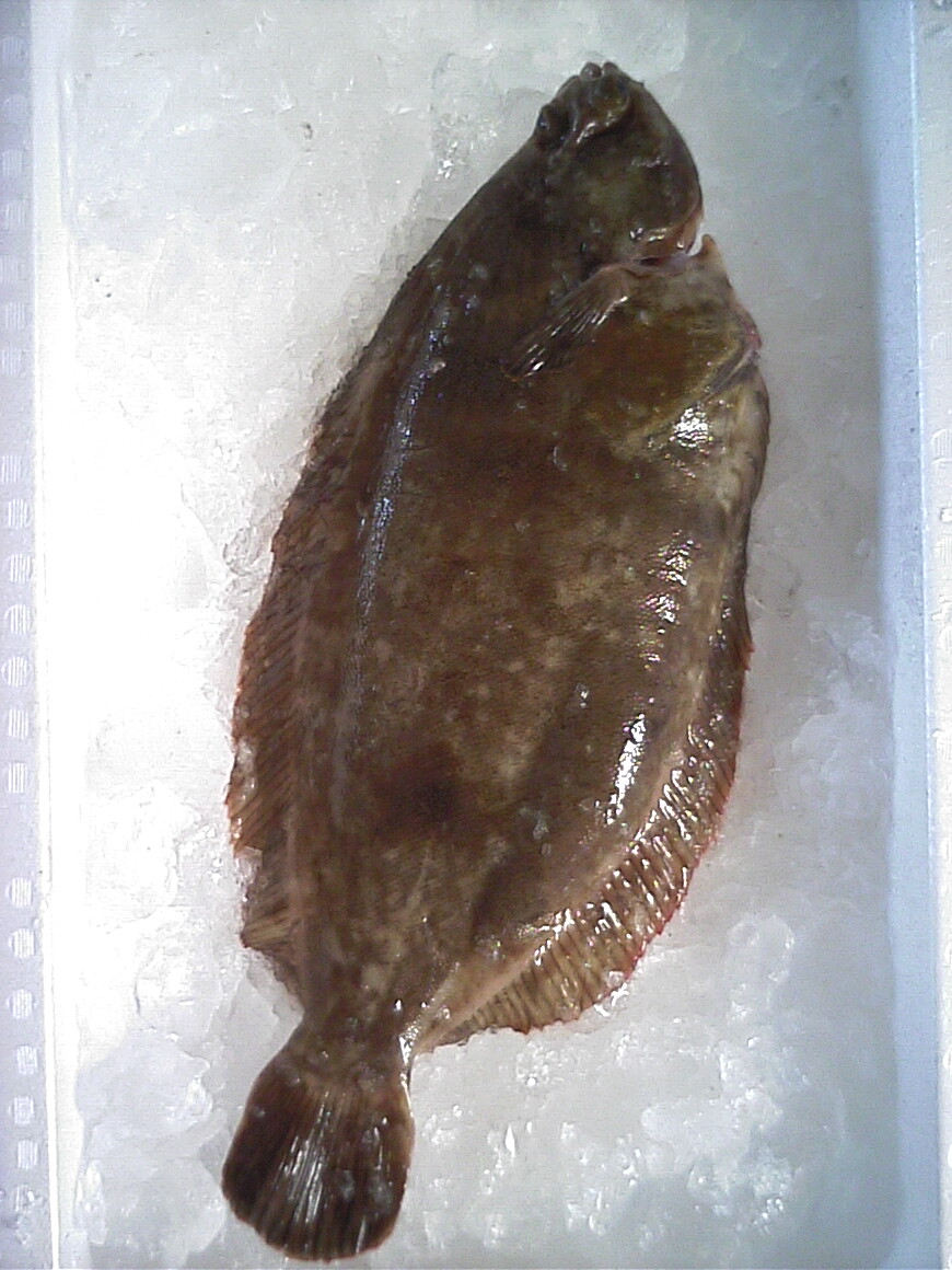 日本海の恵み ナメタガレイ 越後の海鮮問屋 日本海の恵み ナメタガレイ 越後の海鮮問屋