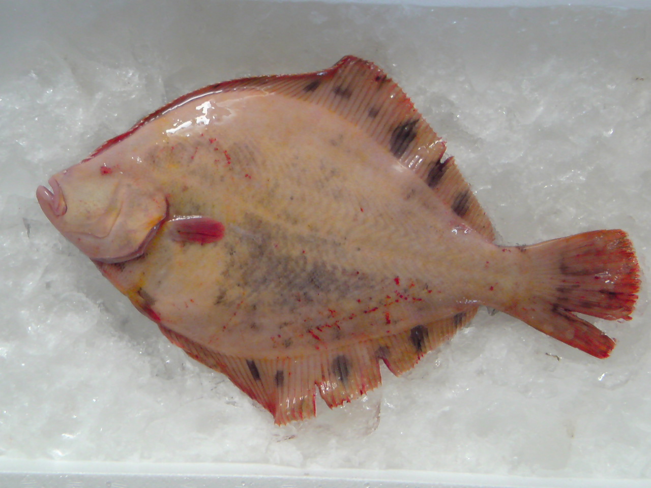 幻の魚 越後の海鮮問屋