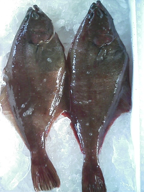 日本海の恵み アカガレイ 越後の海鮮問屋