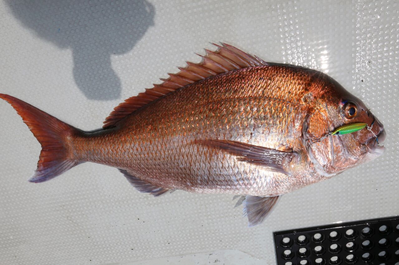 ８月２７日 更新 巻きのスーパーライトジギング おススメアイテムご紹介 釣り船 快星丸の釣行記