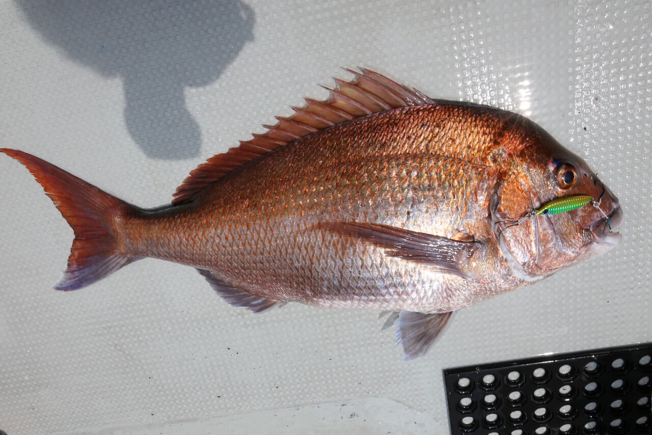 ６月 ６日 スーパーライトジギング マダイ最大は８０センチ ７キロ 釣り船 快星丸の釣行記