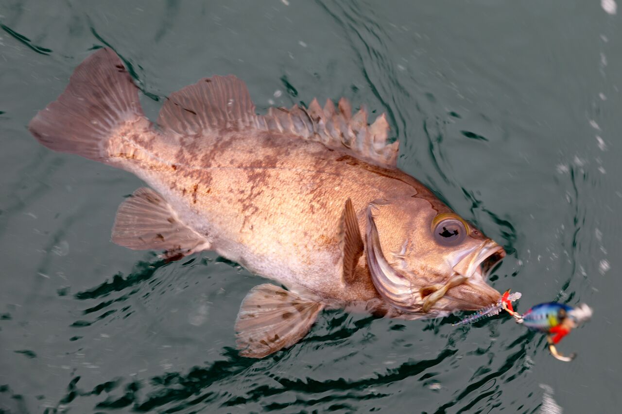 ３月１４日 釣果 スーパーライトジギング メバル マダラ狙い 尺をゆうに超えるギガメバルの連発 釣り船 快星丸の釣行記