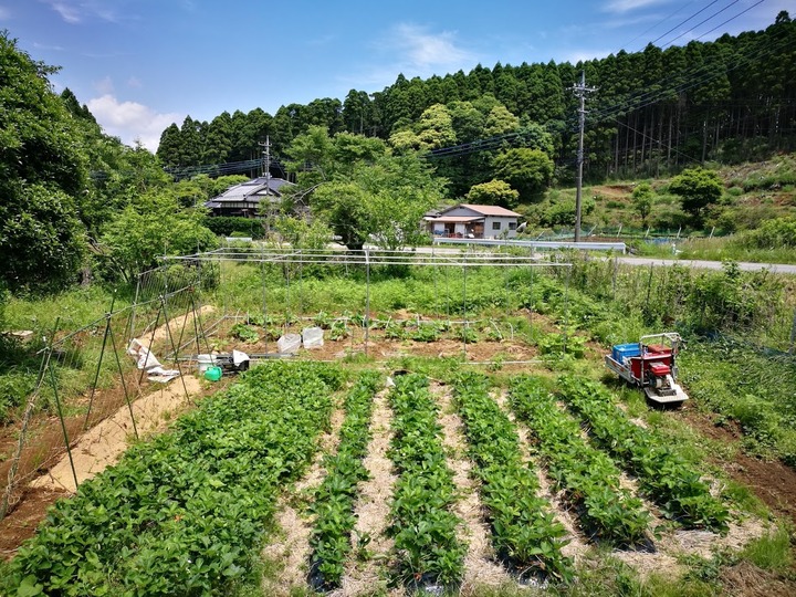 0529かぼちゃハウスの復活0
