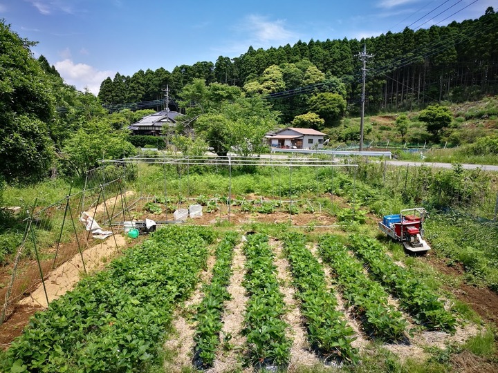 0529かぼちゃハウスの復活０