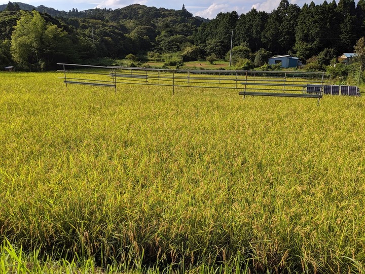 0901田んぼ全景