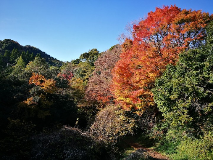 1202紅葉１