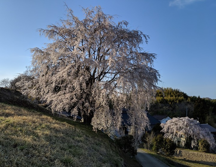 0418滝桜周辺２