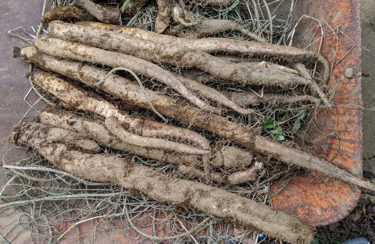 山芋の収穫 定年後 田舎作って コメ野菜
