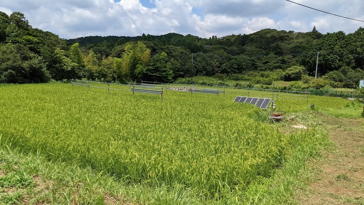 0731今日の田んぼ2