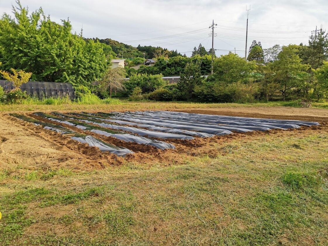 サツマイモ畑の準備 定年後 田舎作って コメ野菜