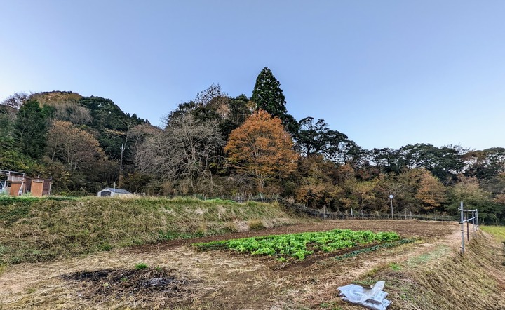 1129うちの山