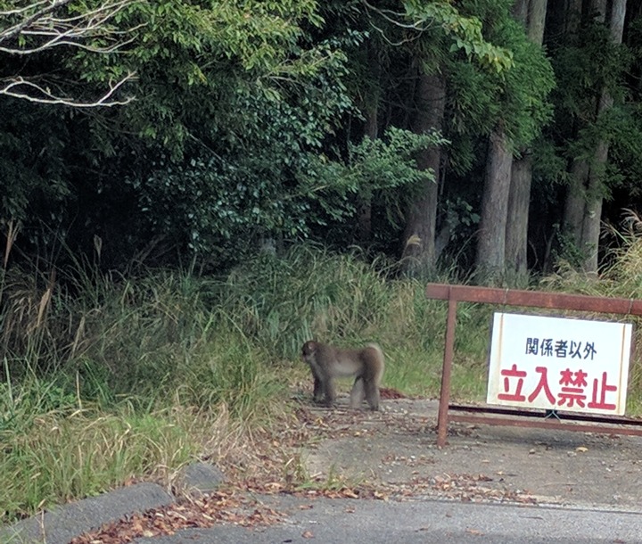 1020サル0