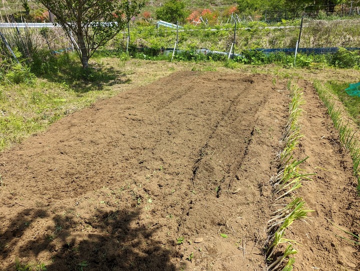 0504わらび畑あと