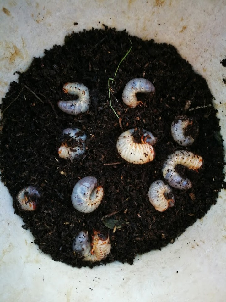 1223カブトの幼虫2