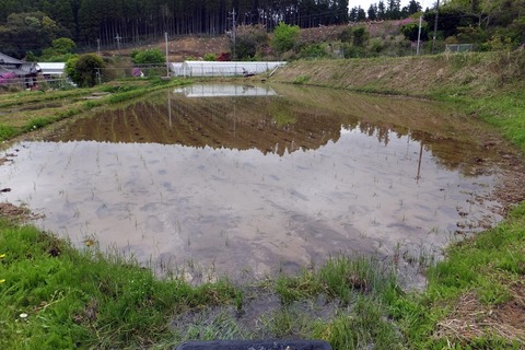 0430田植え2.jpg