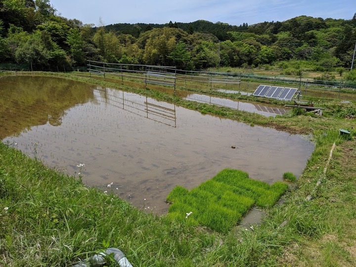 0510田植え後の田んぼ