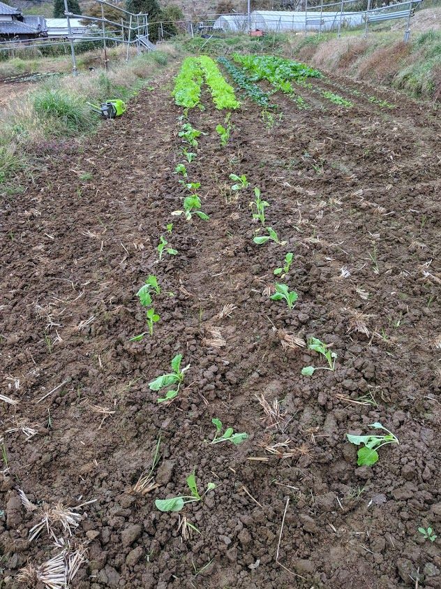 1107葉物野菜植え替え