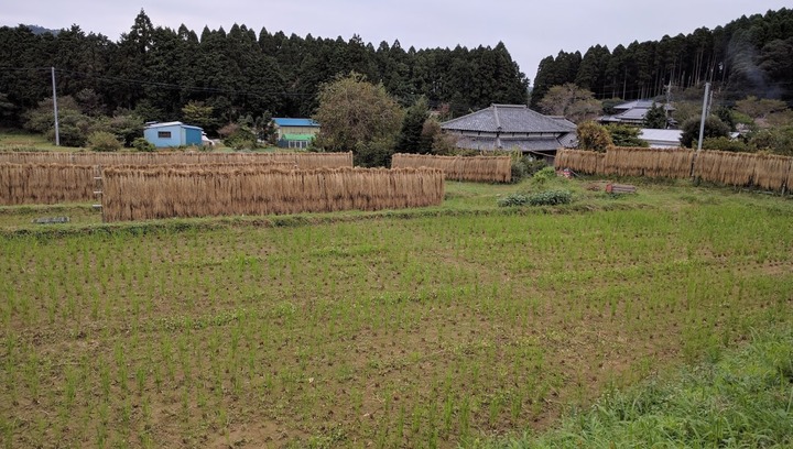 1001田んぼと天日干し