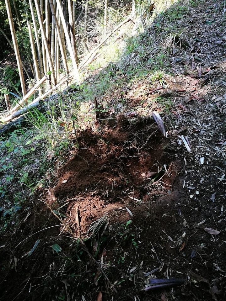 0520猪の掘り跡