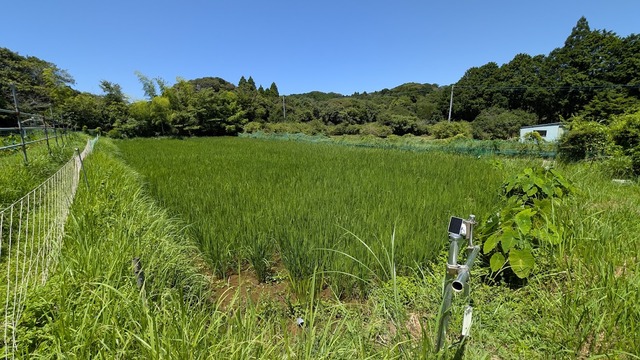 0730田んぼの様子１