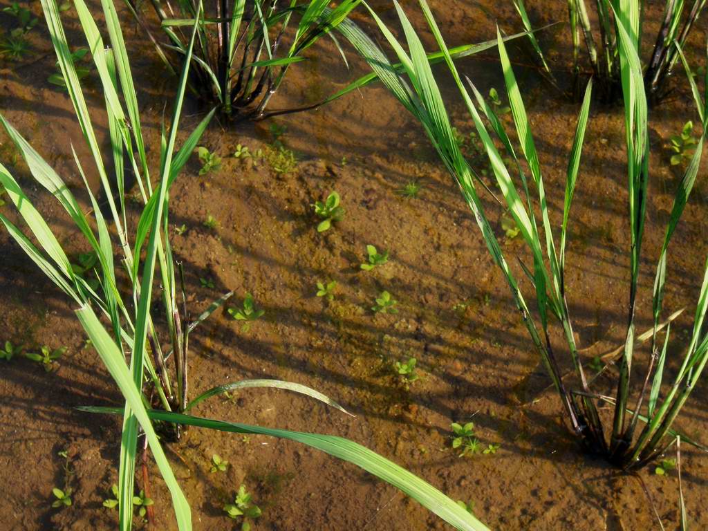 田んぼの雑草の正体 アゼナ 定年後 田舎作って コメ野菜