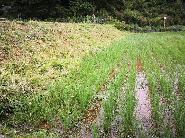 0627草退治1