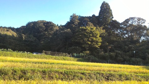 0911稲刈り前の田んぼ2.jpg