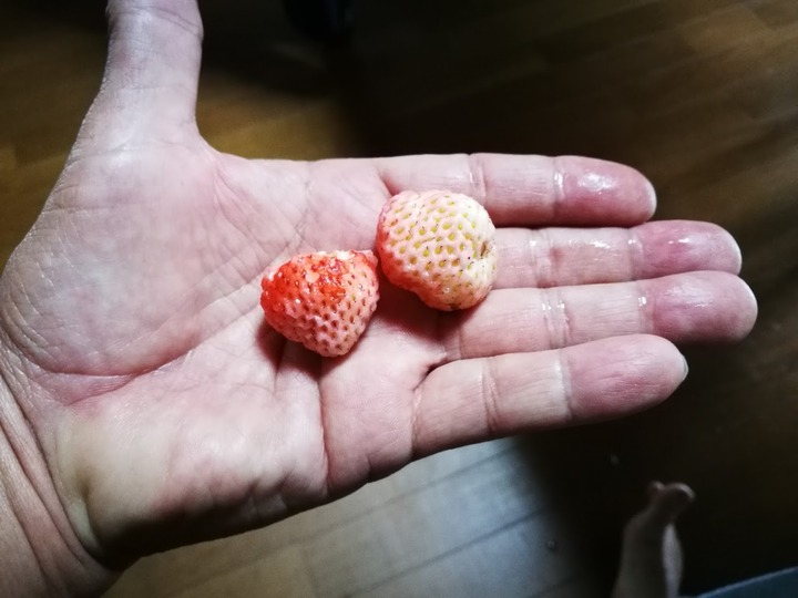 0524イチゴ収穫3