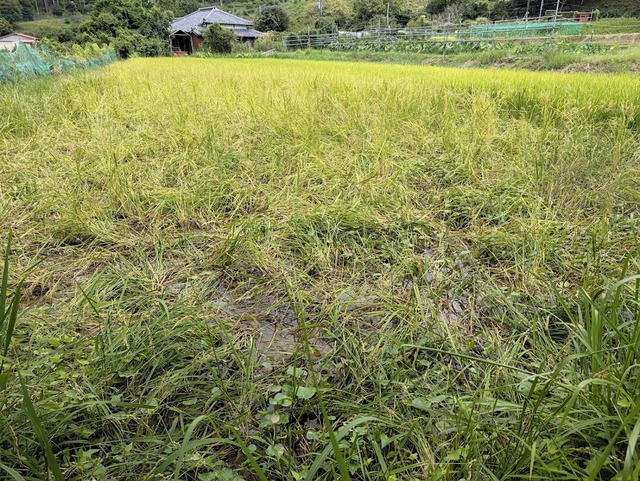 0903たんぼの被害