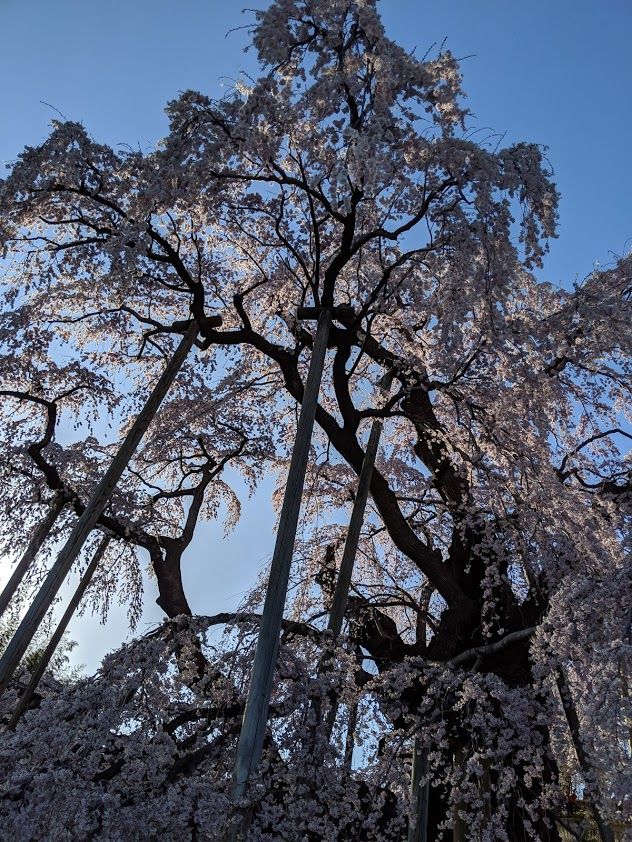 0418滝桜昼4