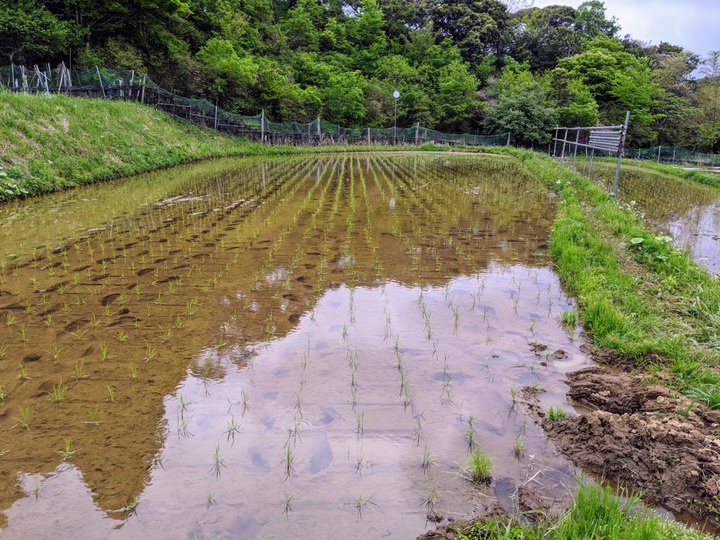 0505田んぼ１号