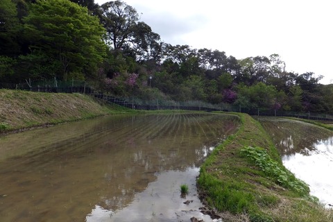 0430田植え.jpg