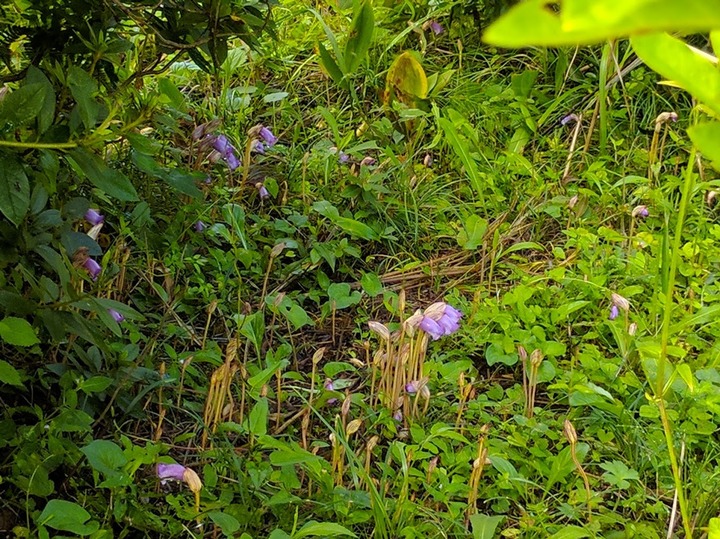 0819花1.jpg