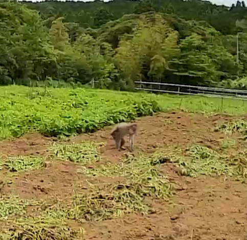 0612お尻掻くサル