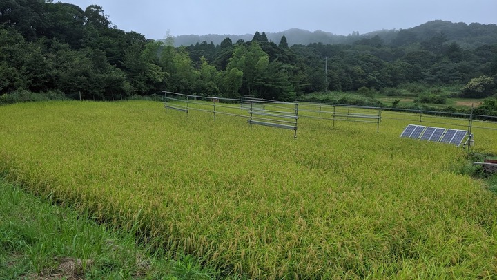 0904田んぼ全景
