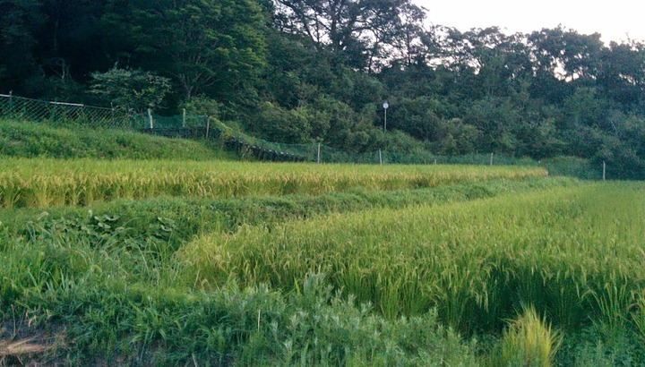 0821-20140820.jpg