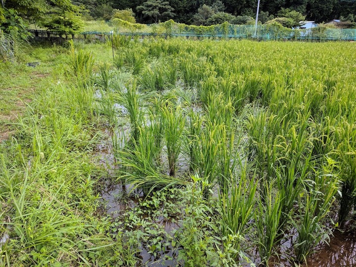 0813倒れたいね1