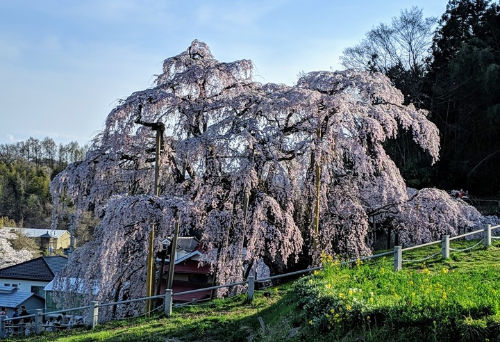0418滝桜昼3