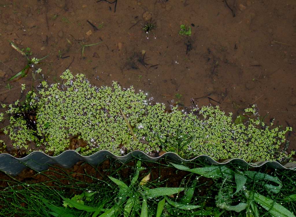 浮き草発生 定年後 田舎作って コメ野菜 浮き草発生 定年後 田舎作って コメ野菜