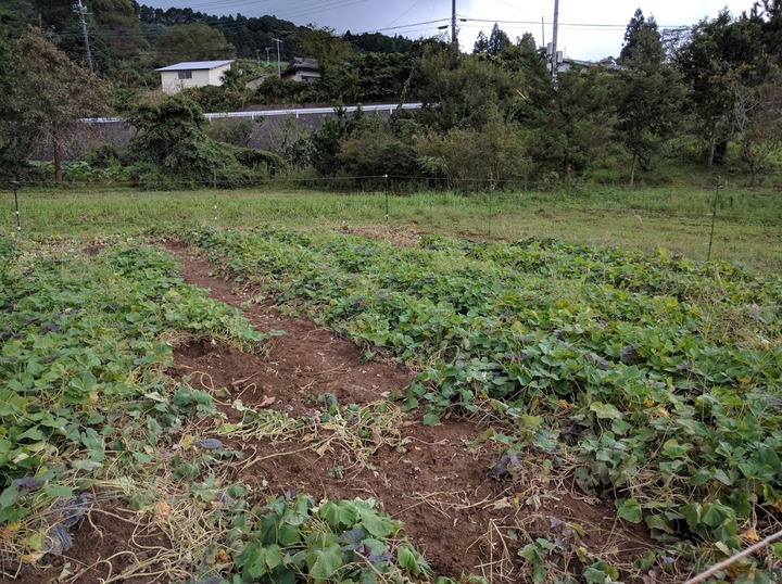 0925イノシシ被害0