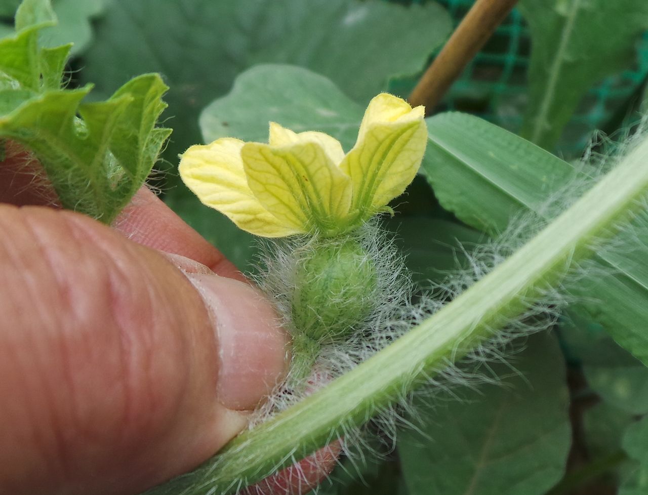 スイカの雌花 ようやく 定年後 田舎作って コメ野菜