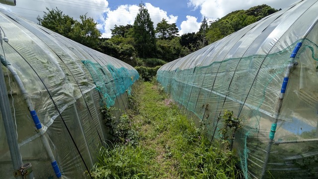 0708ハウスの網防御体制