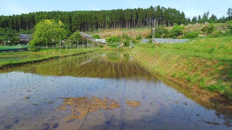 0514田植えが完了.JPG