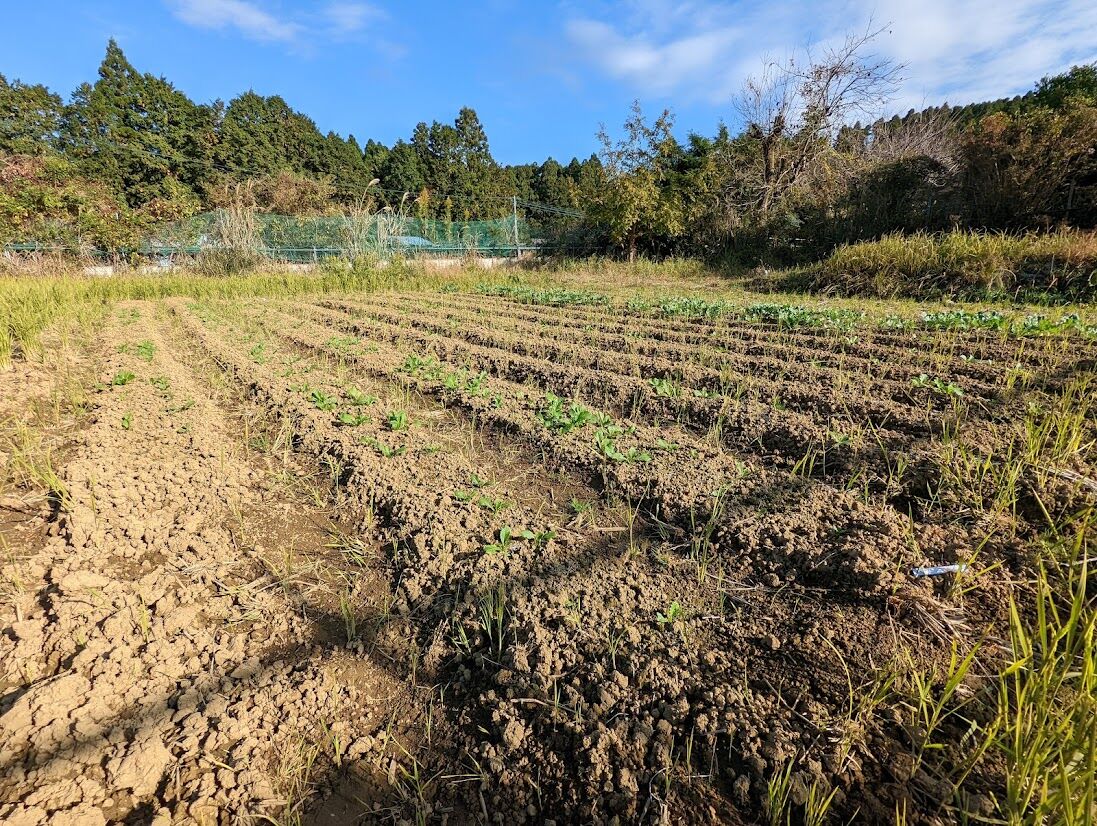 冬の田んぼを畑にするプロジェクト 現在 定年後 田舎作って コメ野菜