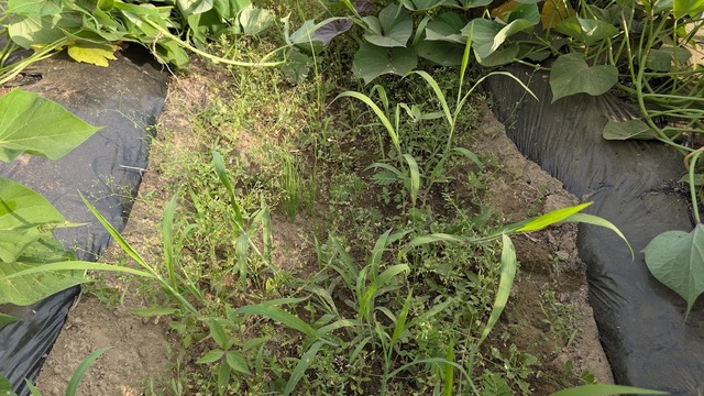 0730サツマイモ畑草退治２