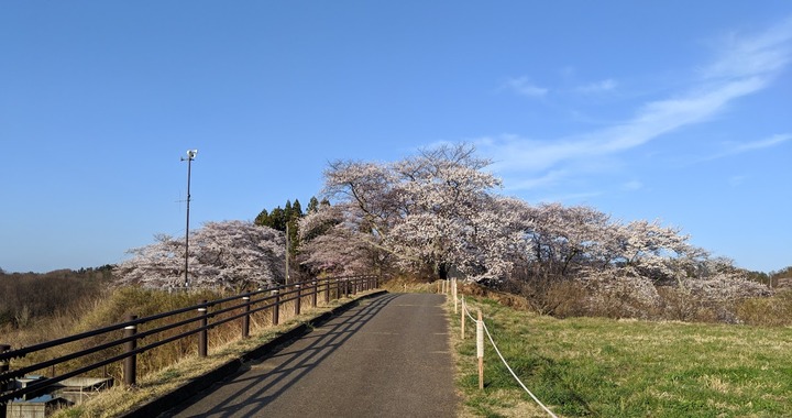 0418滝桜周辺６