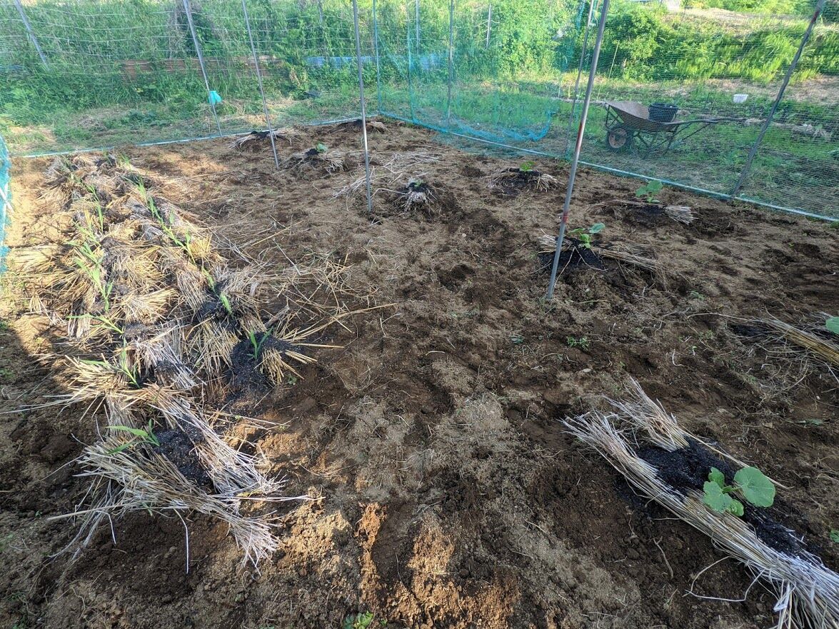 かぼちゃハウスの中身 定年後 田舎作って コメ野菜