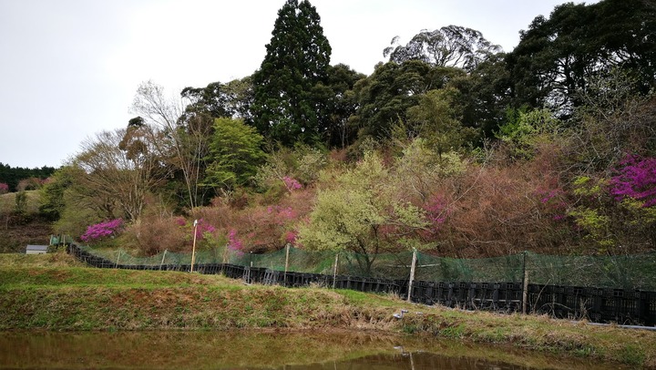 0422山の春