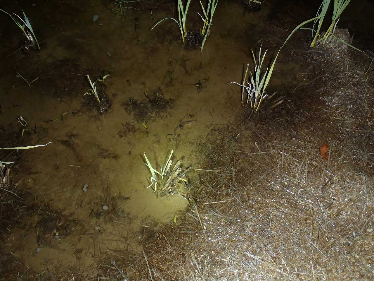 ドジョウの消息 田んぼにて 定年後 田舎作って コメ野菜